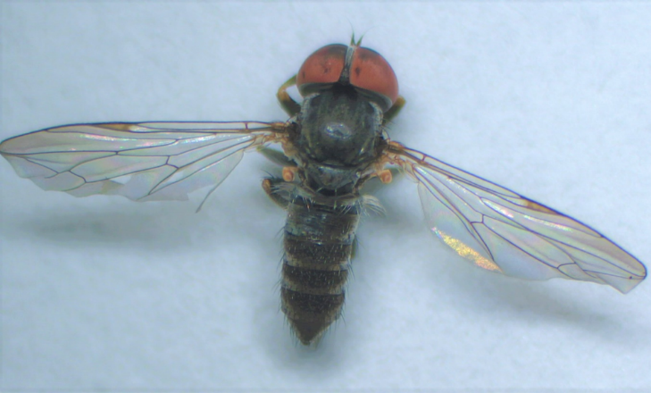  Photo of the parasitoid big-eyed fly, Verrallia aucta